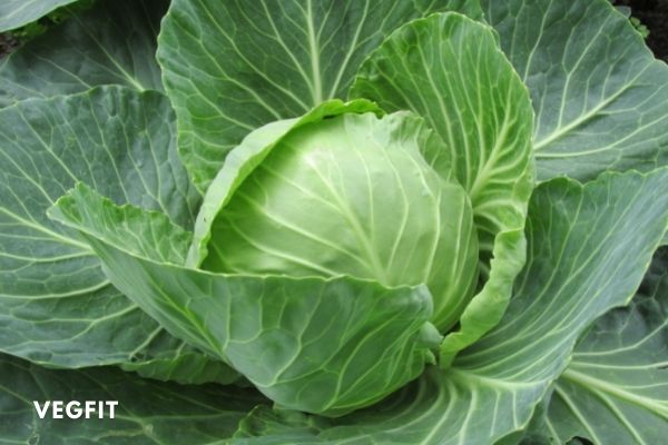 Cabbage